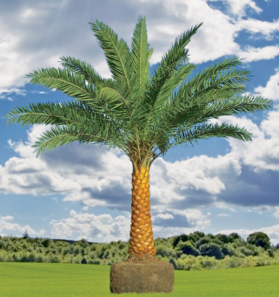 dates palm tree. with abundant palm trees.